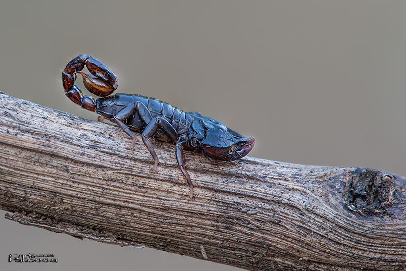 Euscorpius cf concinnus