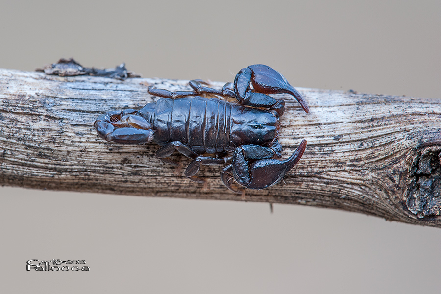 Euscorpius cf concinnus