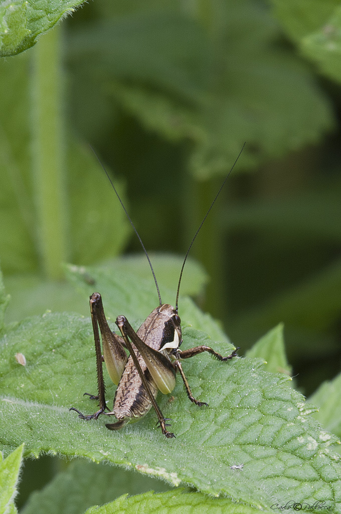 Tettigoniidae Sepiana sepium?