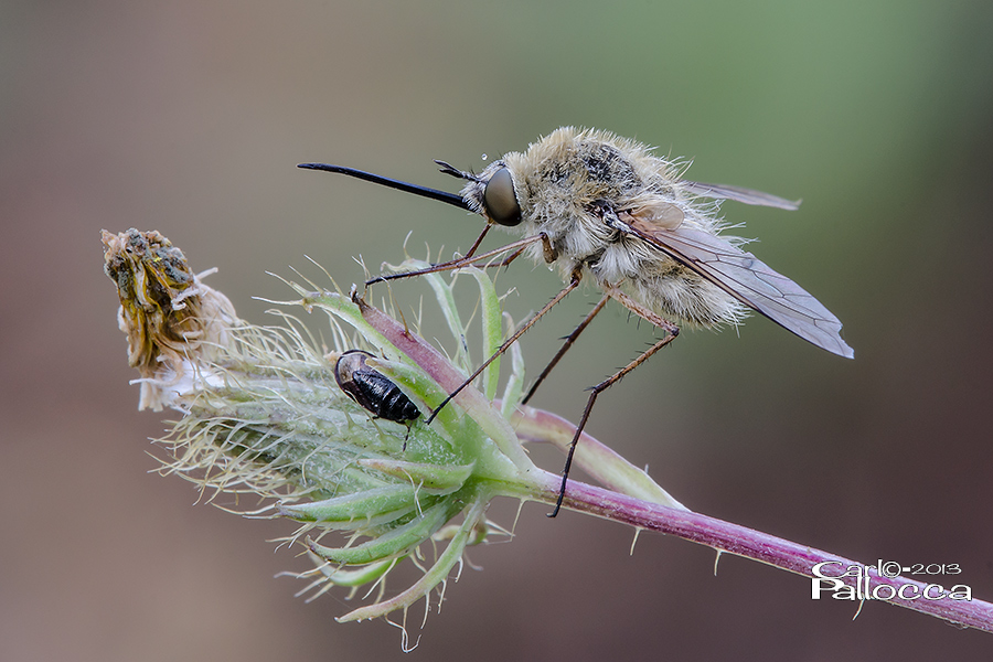 Bombylius sp. ???????