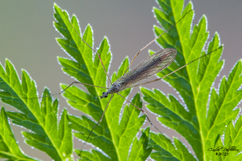 Tipula?