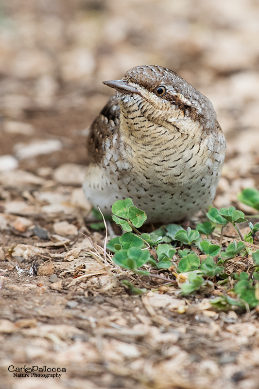 Torcicollo / Jynx torquilla (Picidae)