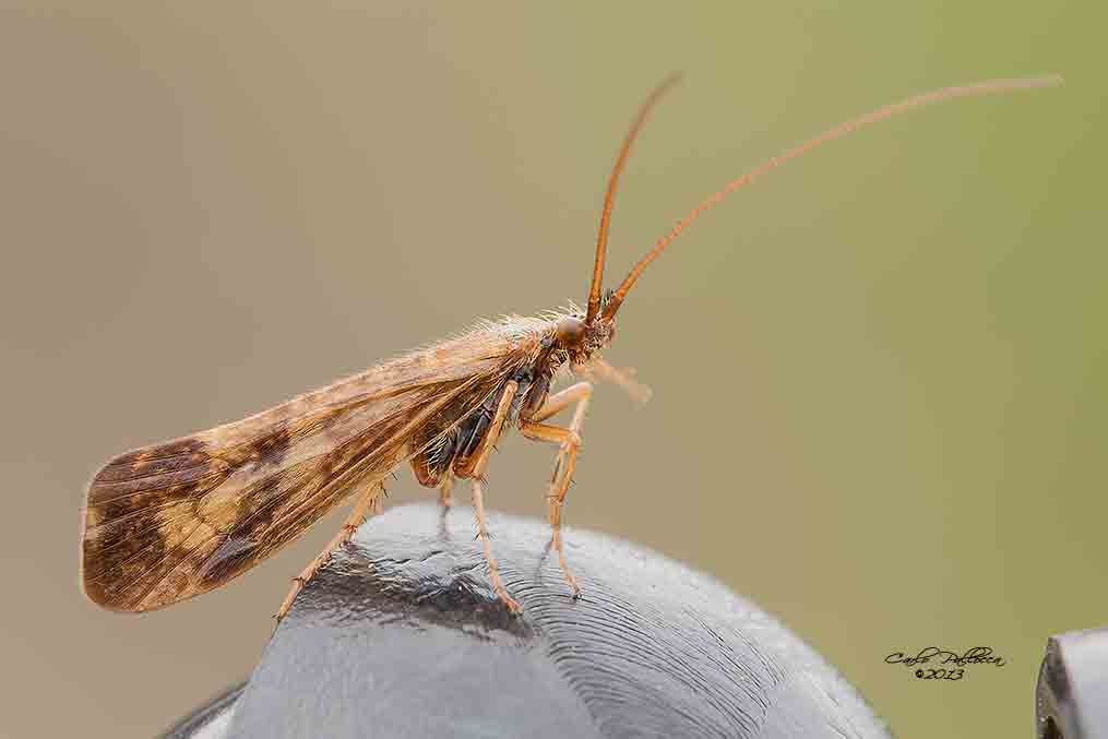 Trichoptera?