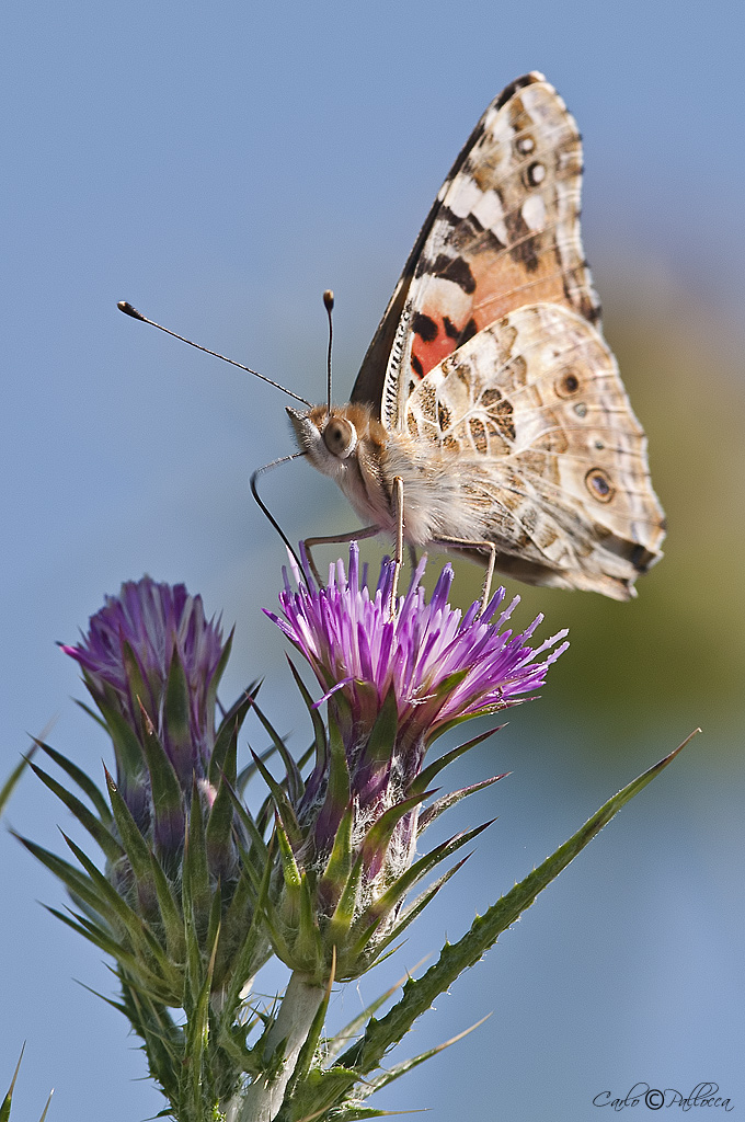 una bellissima Vanessa