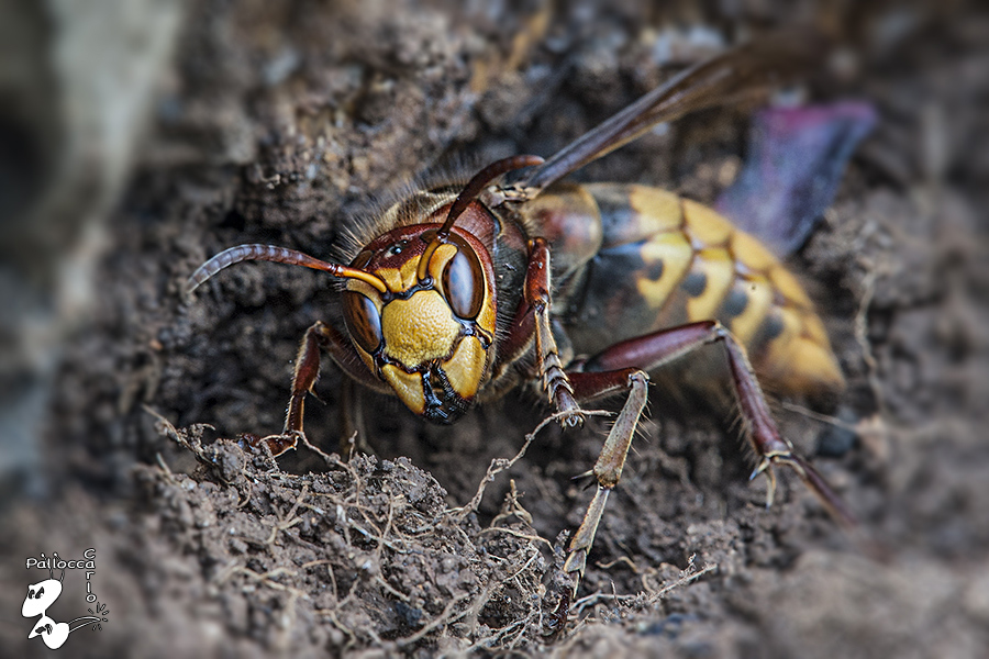 Vespa crabro