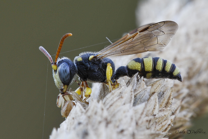 Cerceris sp. con ragno Runcinia grammica (strana scena)