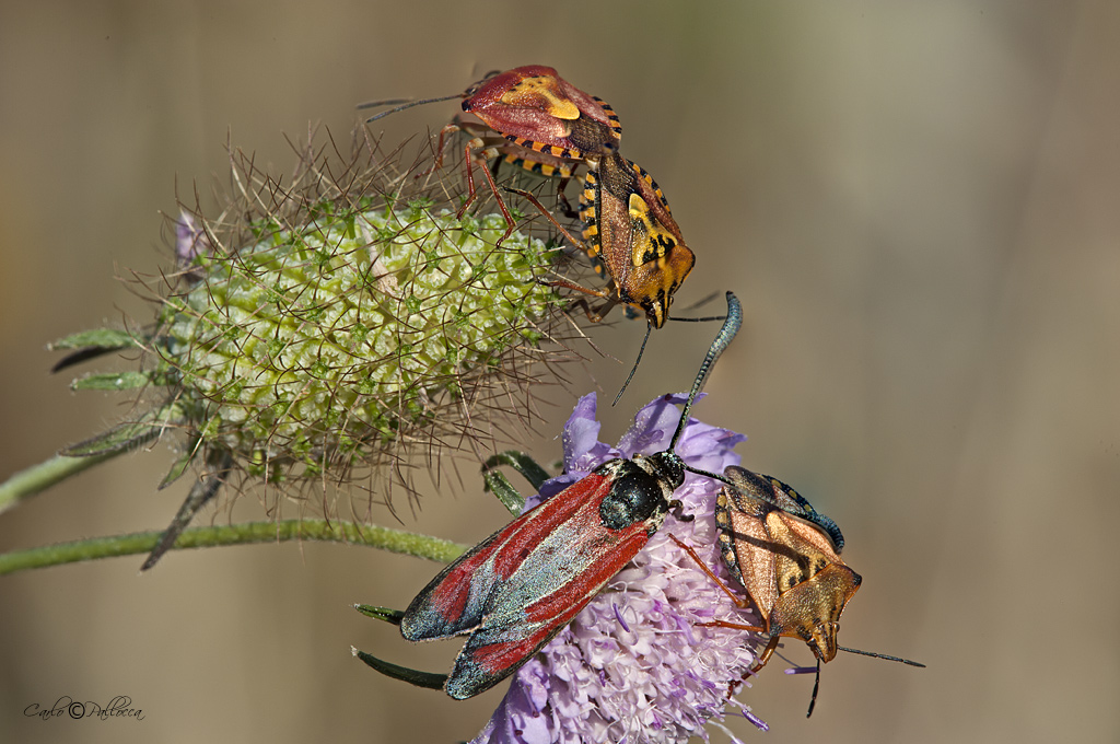 Zygaena con Pentatomidae