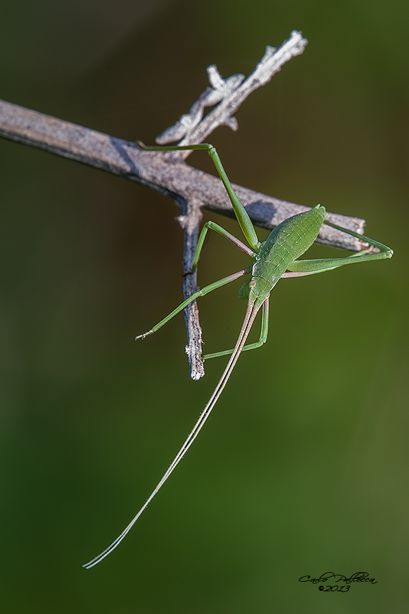 Tettigonia? No. Probabile Acrometopa italica