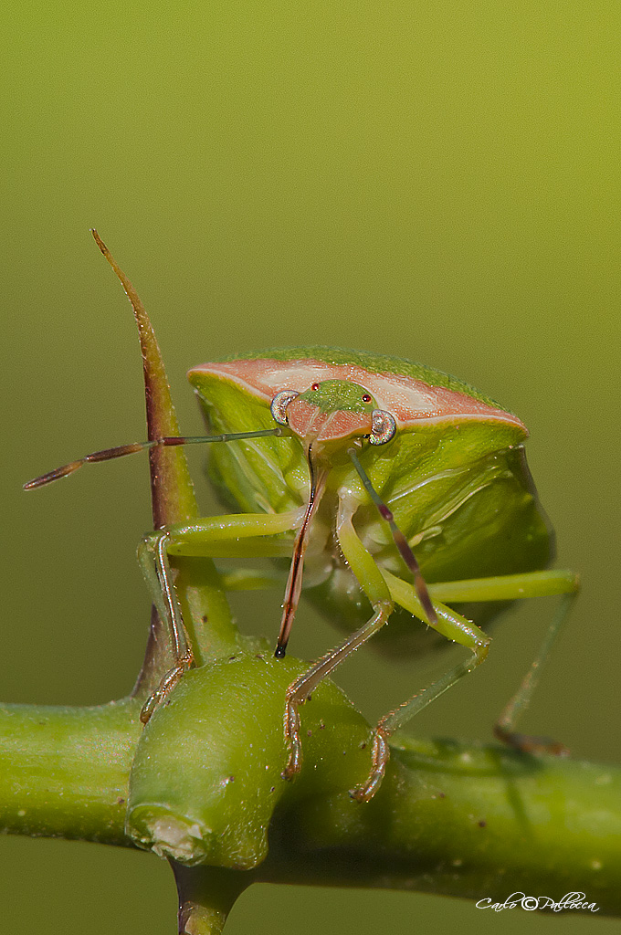 Pentatomidae: Nezara viridula f.torquata del Lazio (LT)