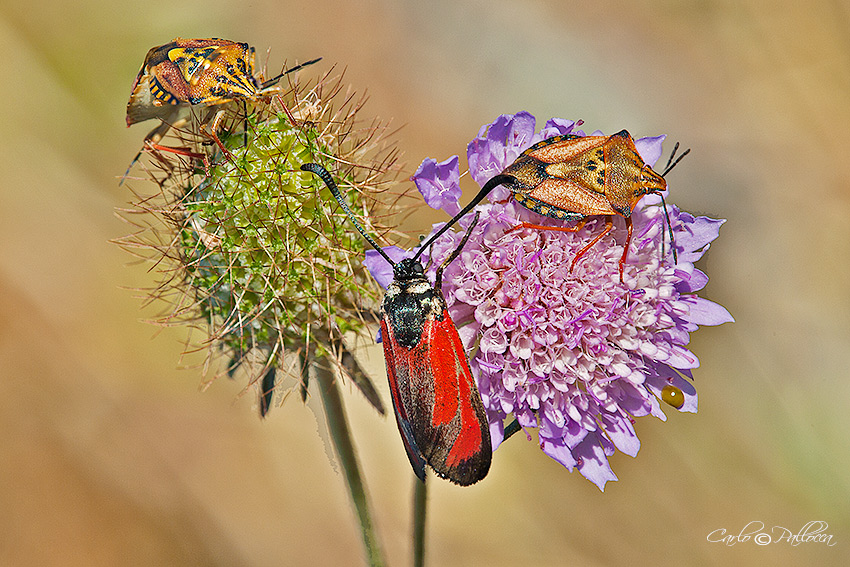 Focus Stacking