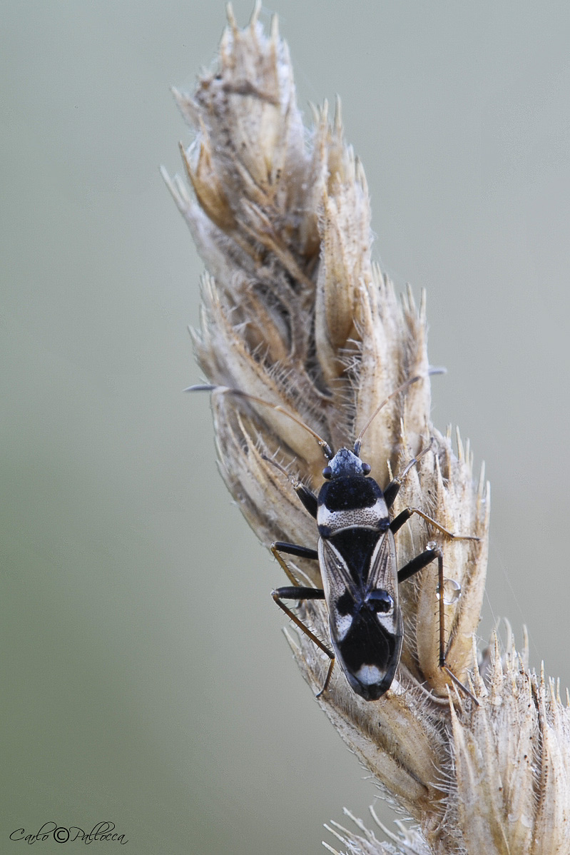 Coleottero?? No. Raglius confusus (Lygaeidae) del Lazio