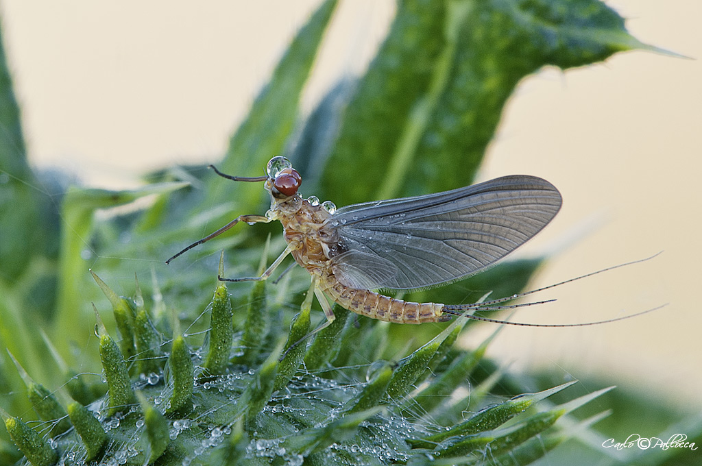 Ephemeroptera...