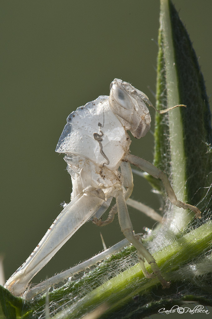 Exuvia di cavalletta?