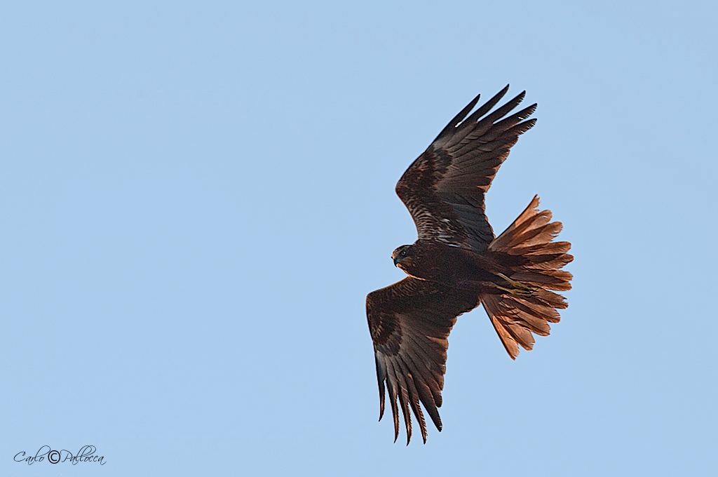 Falco di palude