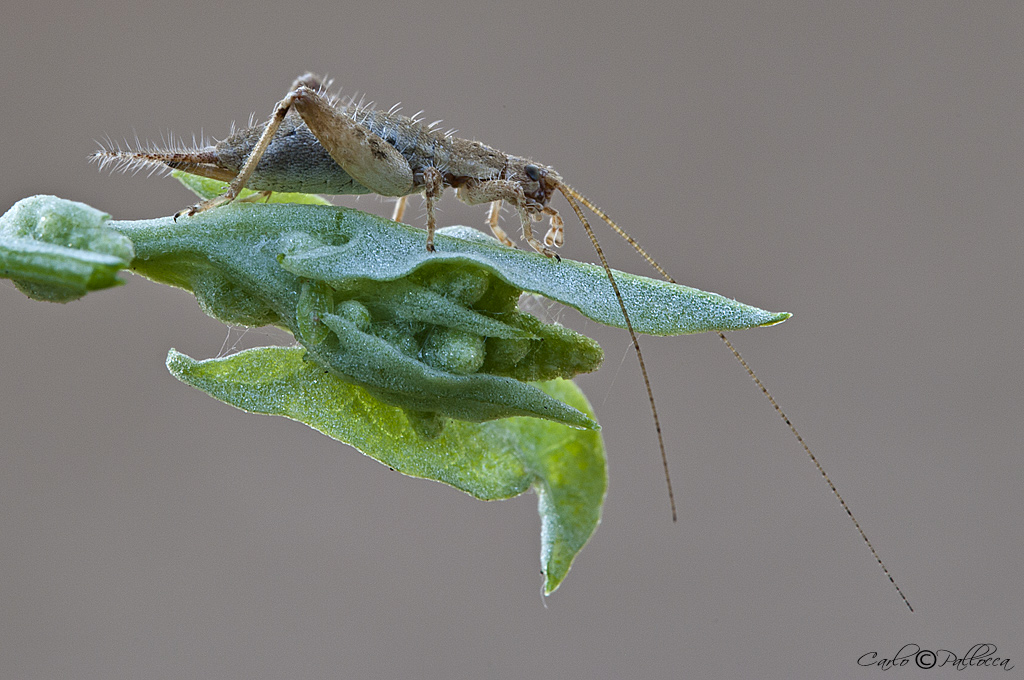 Mogoplistidae Arachnocephalus vestitus