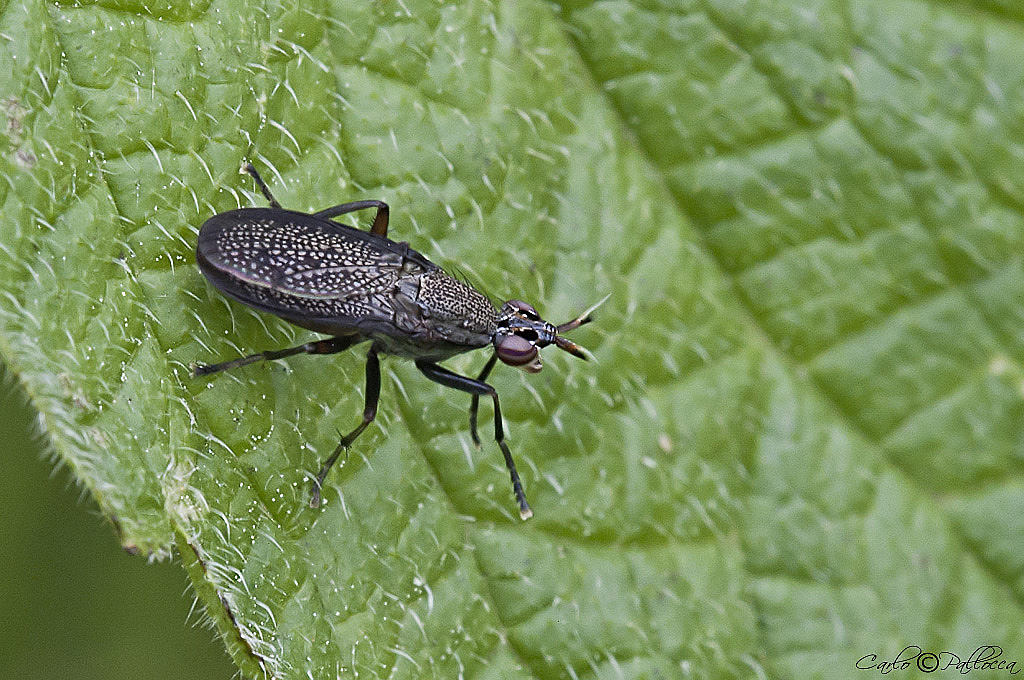 Sciomyzidae (forse Coremacera marginata)