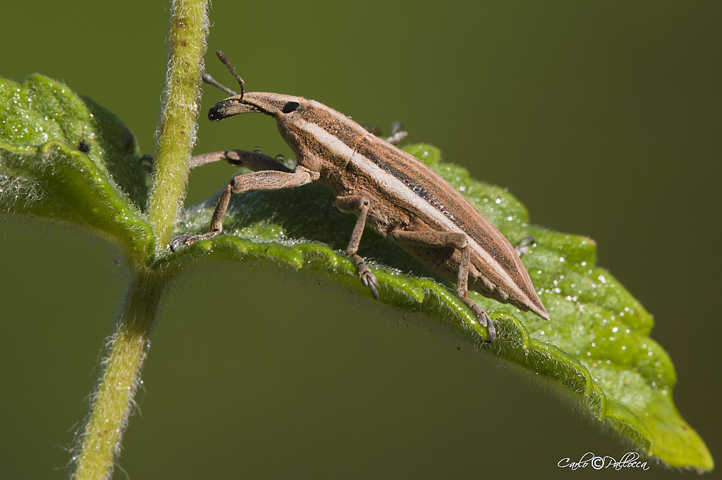 Lixus anguinus da Norma (LT)