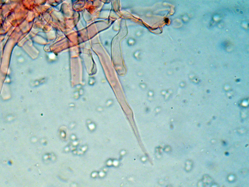 Botryobasidium a identificare (Phanerochaete martelliana)