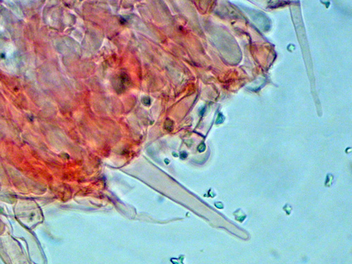 Botryobasidium a identificare (Phanerochaete martelliana)