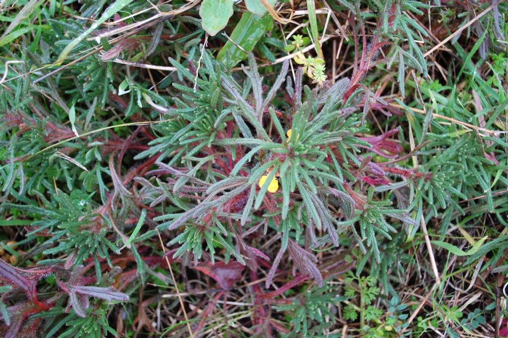 Ajuga chamaepytis