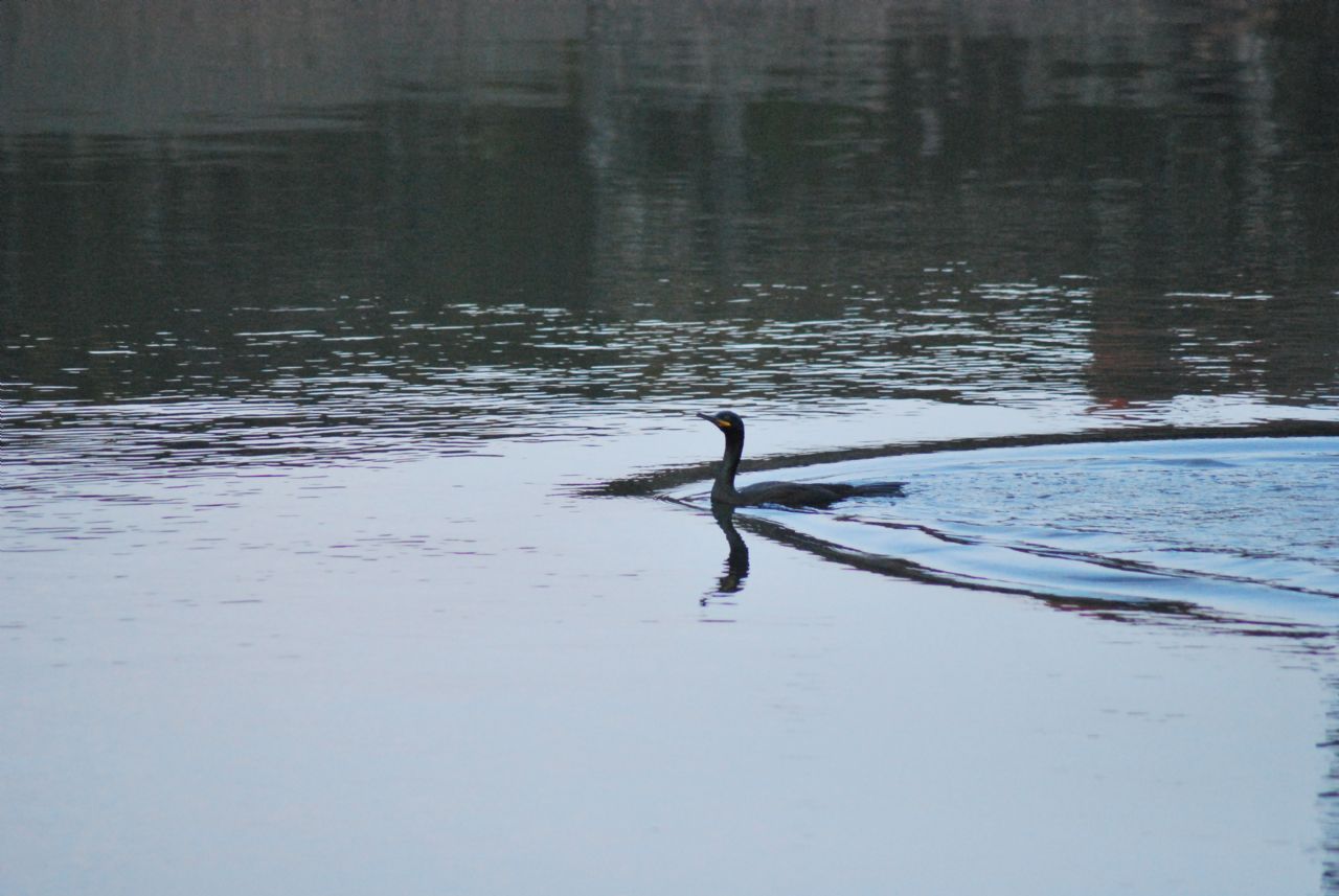 Osservazioni a Ravenna