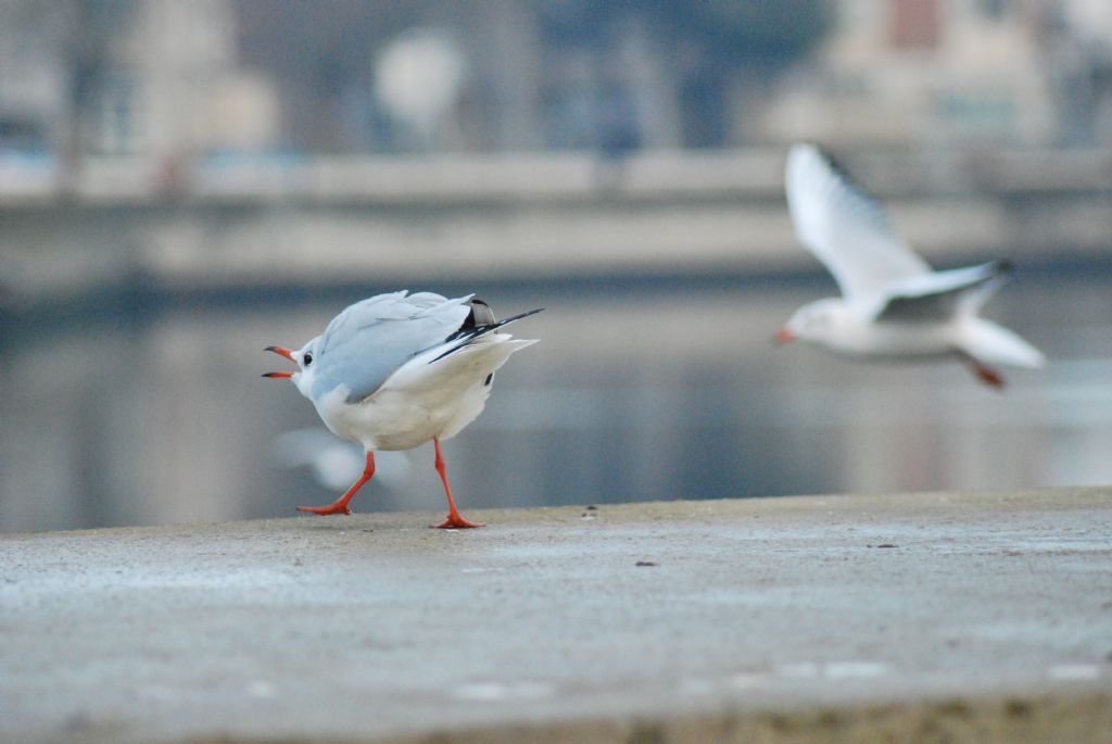 Osservazioni a Ravenna