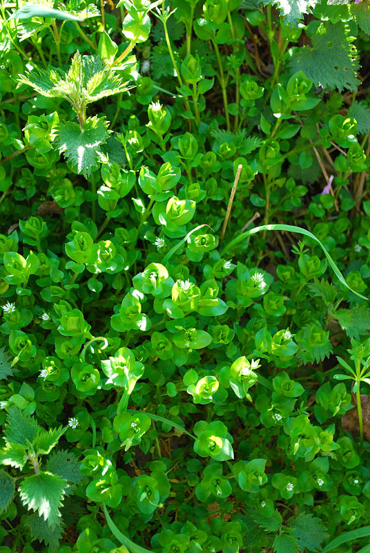 Stellaria media / Centocchio comune