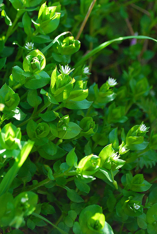 Stellaria media / Centocchio comune