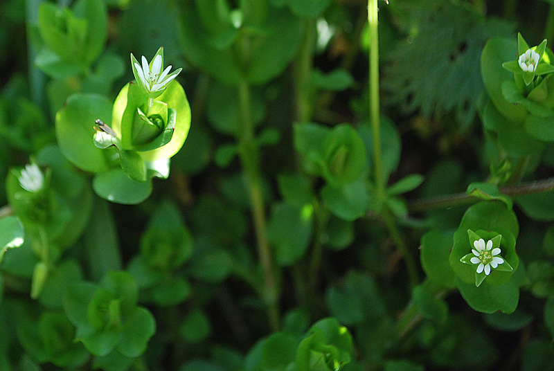 Stellaria media / Centocchio comune