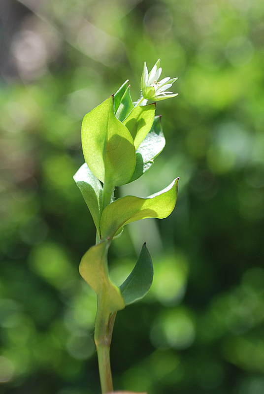 Stellaria media / Centocchio comune