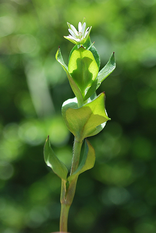 Stellaria media / Centocchio comune