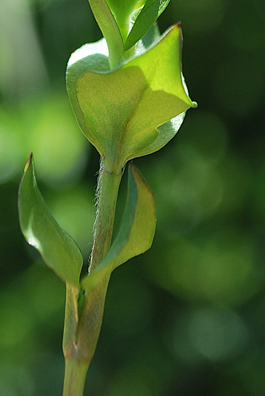 Stellaria media / Centocchio comune