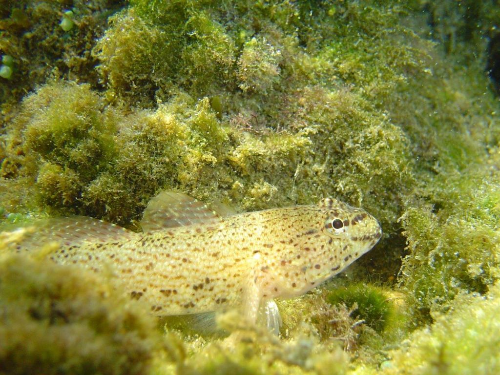 Gobius incognitus, Gobius fallax e Gobius geniporus