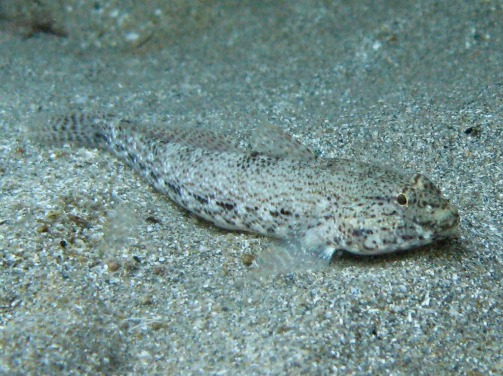 Gobius incognitus, Gobius fallax e Gobius geniporus