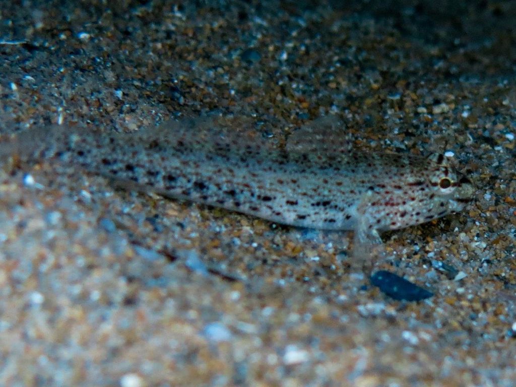 Gobius incognitus, Gobius fallax e Gobius geniporus