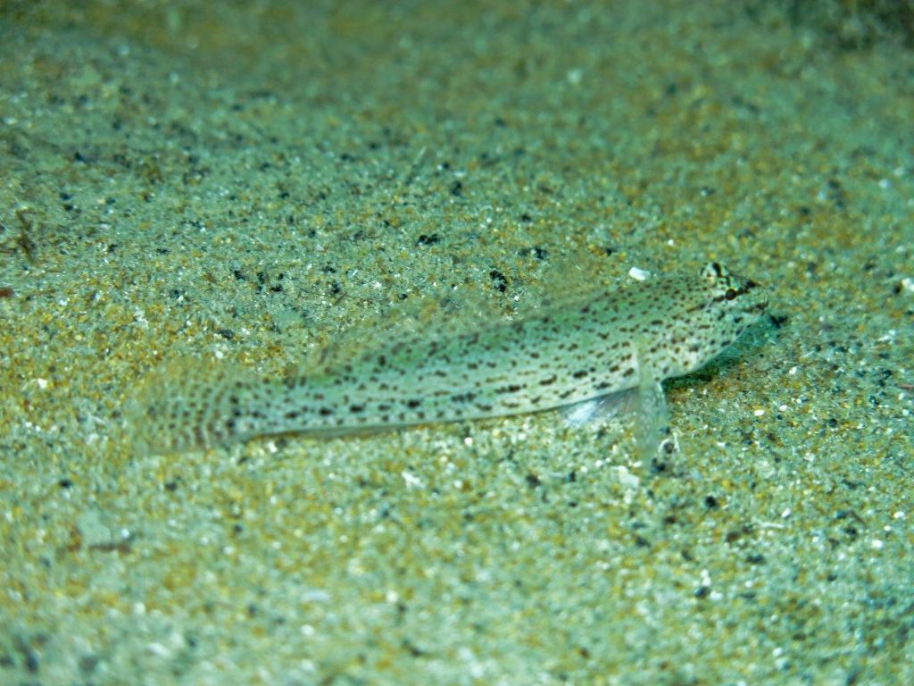 Gobius incognitus, Gobius fallax e Gobius geniporus