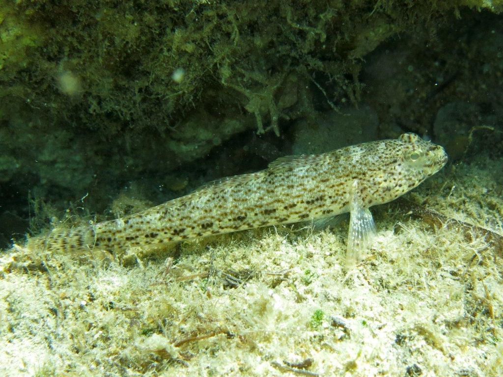 Gobius incognitus, Gobius fallax e Gobius geniporus