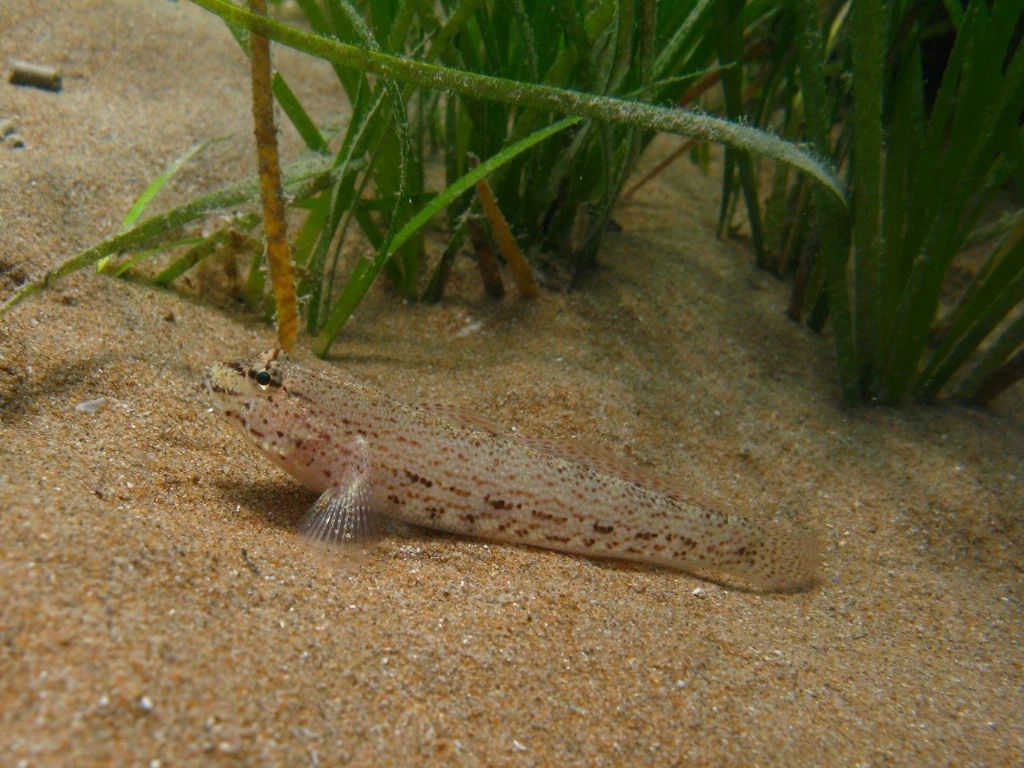 Gobius incognitus, Gobius fallax e Gobius geniporus