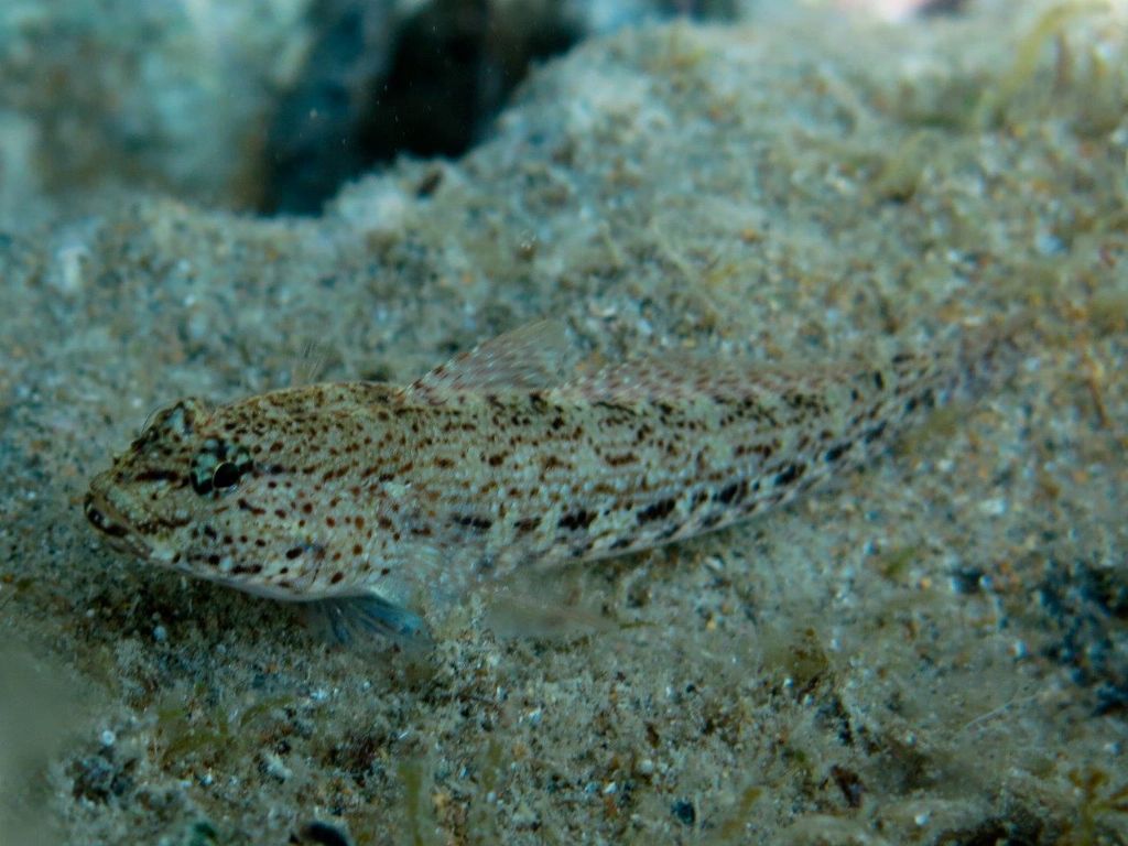 Gobius incognitus, Gobius fallax e Gobius geniporus