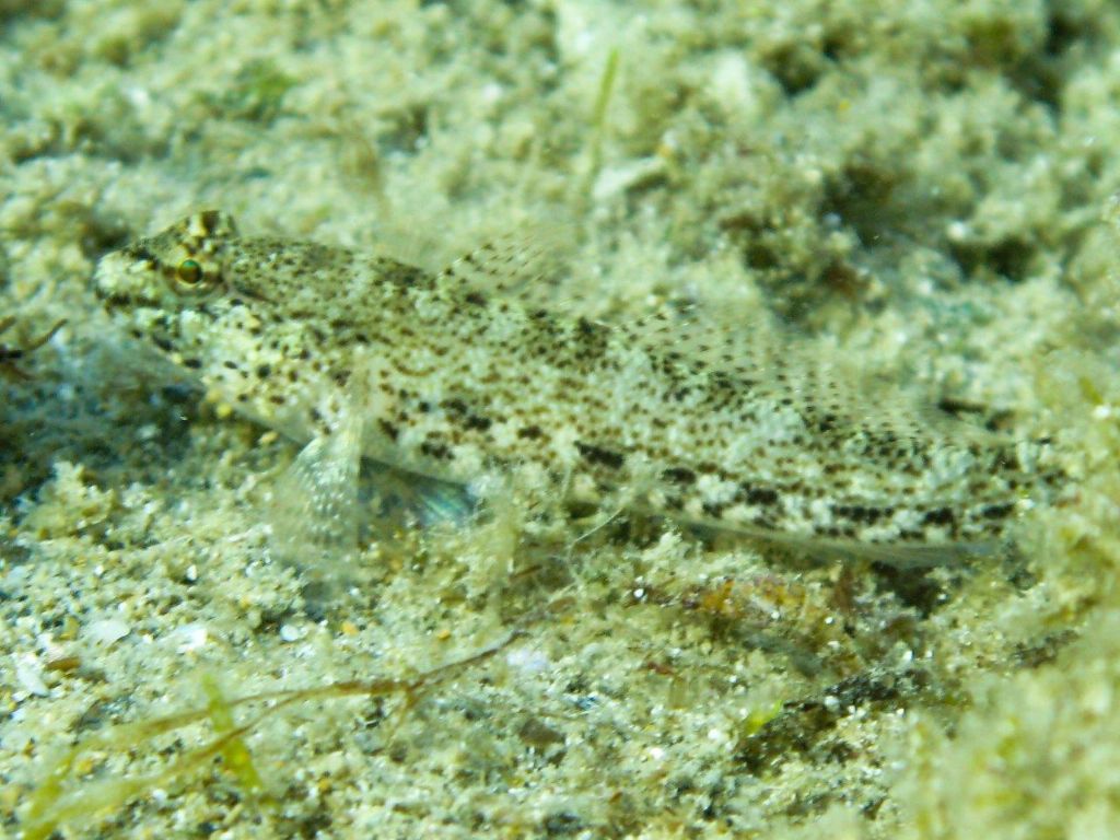 Gobius incognitus, Gobius fallax e Gobius geniporus