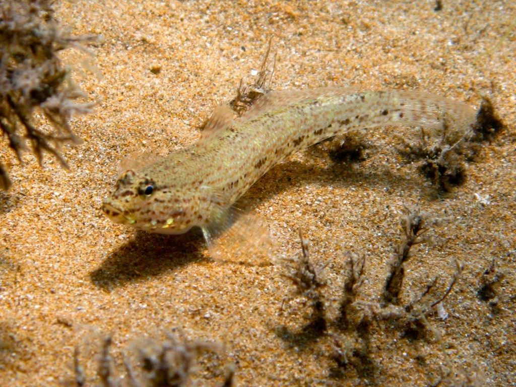 Gobius incognitus, Gobius fallax e Gobius geniporus