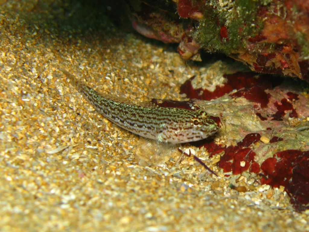 Gobius incognitus, Gobius fallax e Gobius geniporus