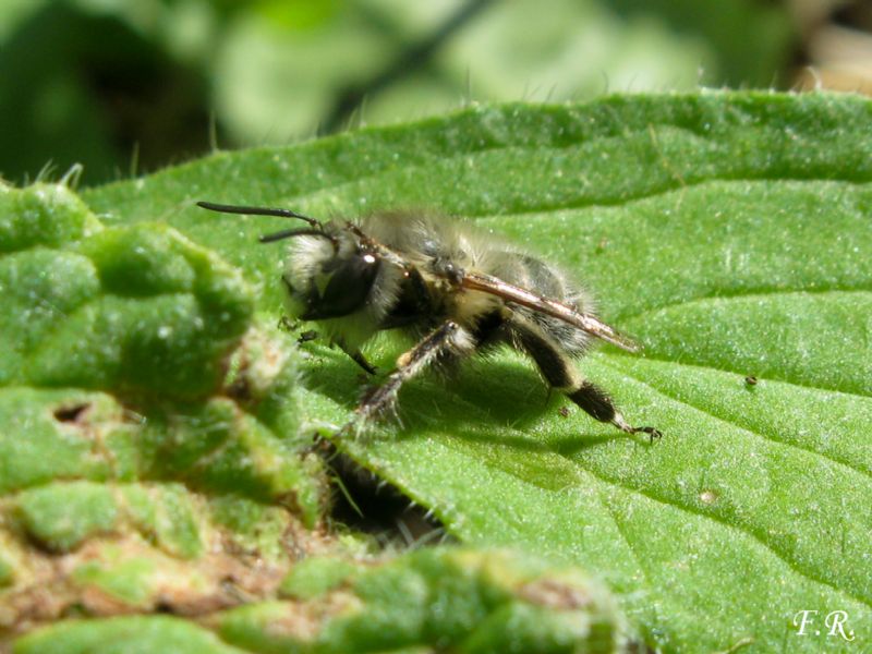 Anthophora plumipes, Apidae Anthophorinae