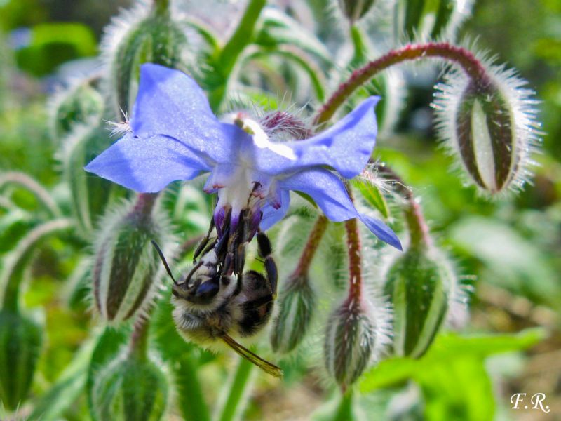 Anthophora plumipes, Apidae Anthophorinae