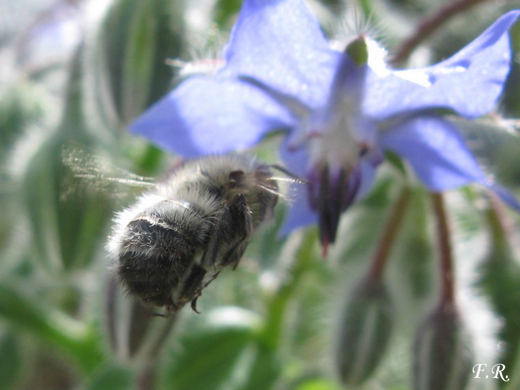 Anthophora plumipes, Apidae Anthophorinae