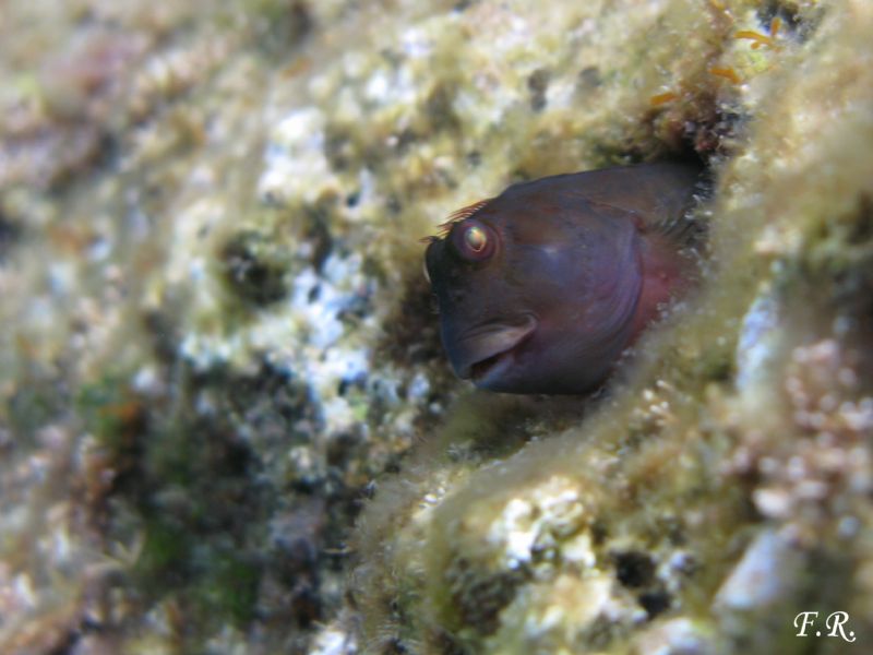 Scartella cristata