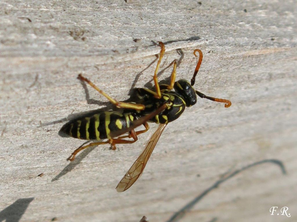 Polistes dominula o gallicus?