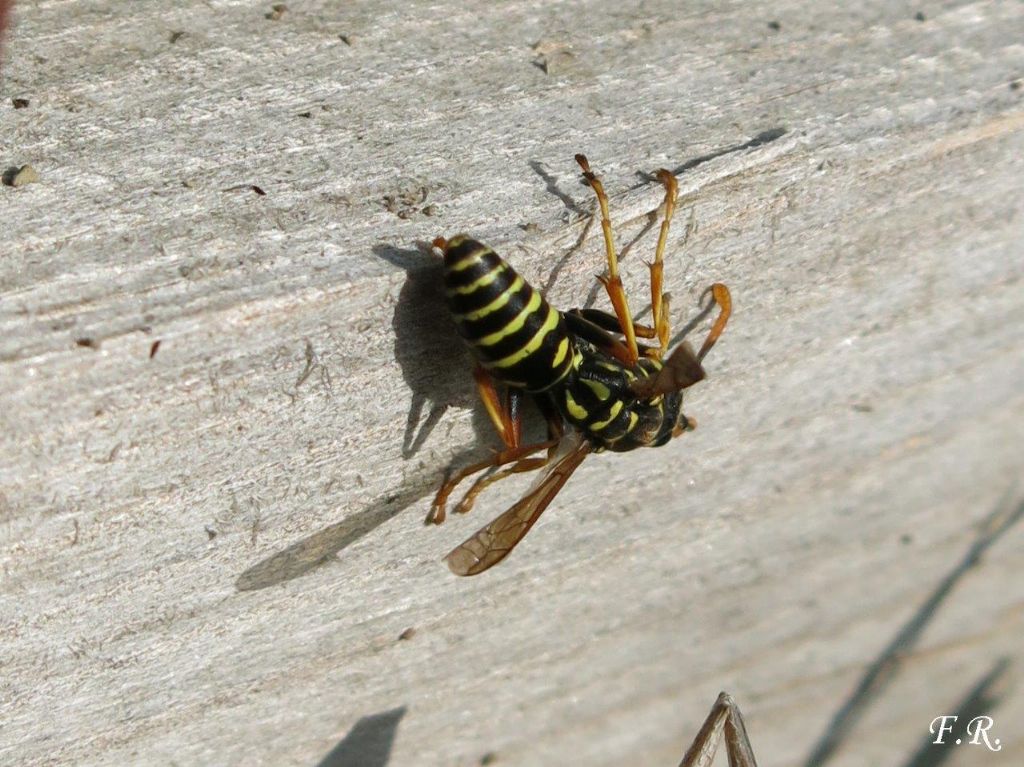 Polistes dominula o gallicus?