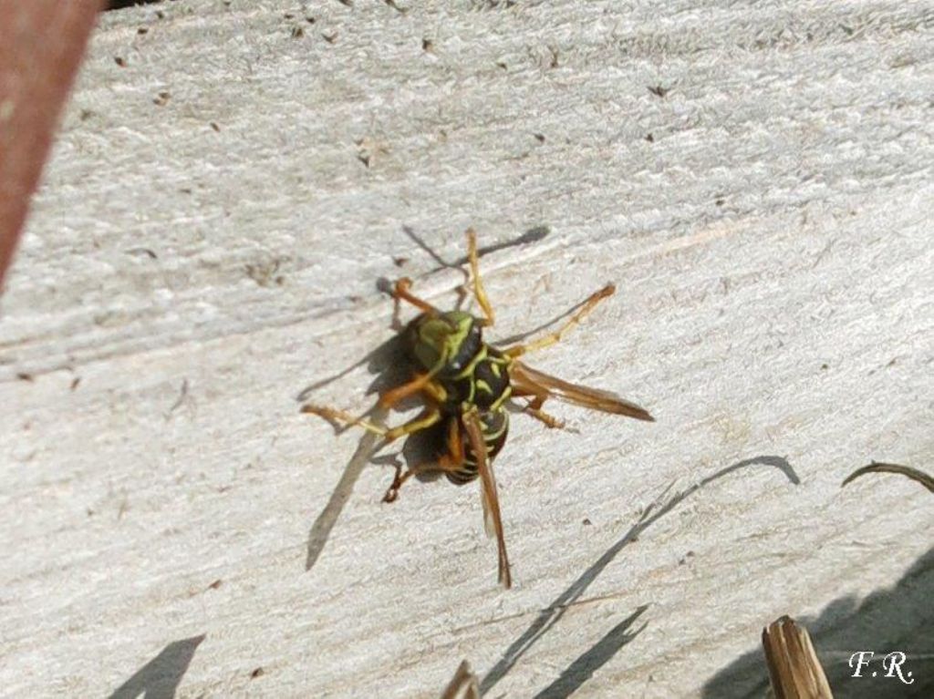 Polistes dominula o gallicus?