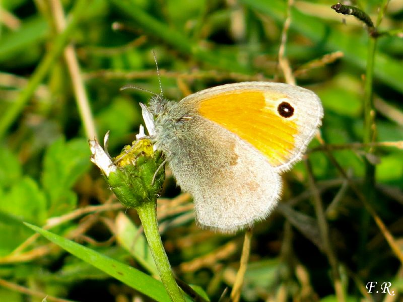 Maniola? Quale? - No. Coenonympha pamphilus